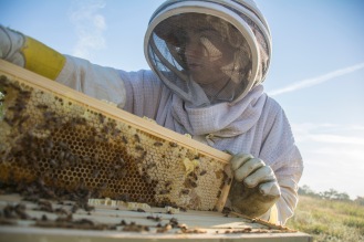 Brianna Wells, 16 of OKC, pulls out a comb out of a beehive