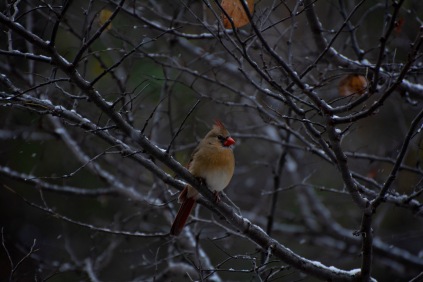 Female Cardinal on the snowy tree